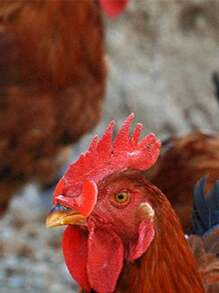 100 件装防啄鸡眼镜，中号和大号鸡眼罩，饲养鸡和野禽的设备 - 紅色 - 查看 2