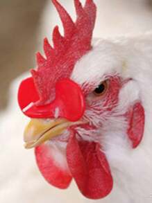 100 件装防啄鸡眼镜，中号和大号鸡眼罩，饲养鸡和野禽的设备 - 紅色 - 查看 3