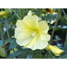 Lial Flower Plant Seeds Bulk - 30 Seeds - View 1