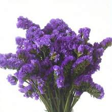 1,76 oz Ewiger Vergissmeinnicht-Blumenstrauß, getrocknet, helles und elegantes Blumendekor, tolles Geschenk für Freunde, Liebhaber, Eltern