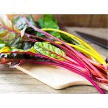 100 Rainbow Swiss Mangold Seeds