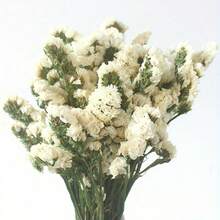 1,76 oz Ewiger Vergissmeinnicht-Blumenstrauß, getrocknet, helles und elegantes Blumendekor, tolles Geschenk für Freunde, Liebhaber, Eltern