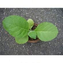 Irginia Tobacco - Plant Seeds Bulk - 1,000 Seeds - View 3