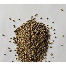 Blue Mallee Gum (Eucalyptus Socialis) 100 Fresh Seeds