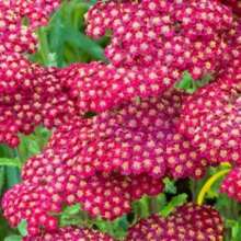 100 rote Schafgarbenblumensamen