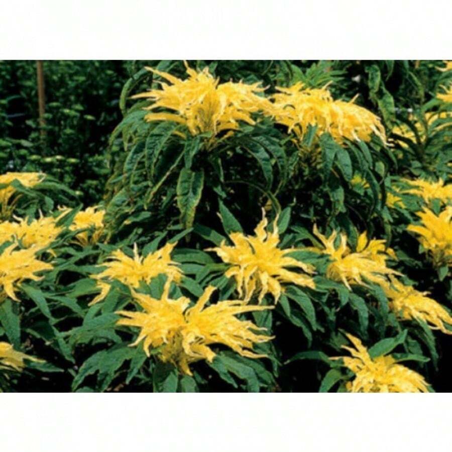 300 Yellow Tri-Colored Amaranth Flower Seeds - Variant1 - View 1