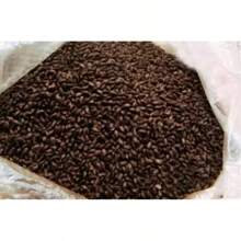 GARDEN Mandarin Orange Fruit Tree Seed Seeds Sweet Grows In Garden And Pots Striking Landscaping Plant Courtyard Flower Landscape Plant