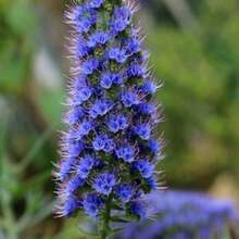 Eeds Blue Outdoor Flower Seeds Bulk - 50 Seeds - View 2