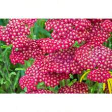 100 rote Schafgarbenblumensamen