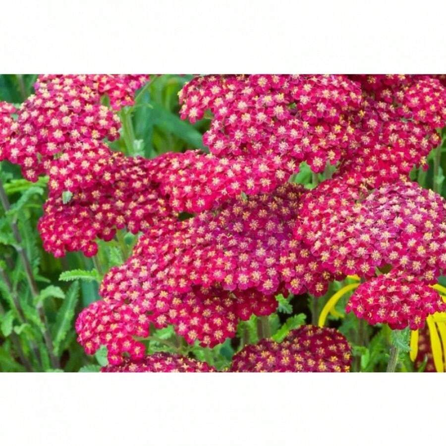 100 rote Schafgarbenblumensamen