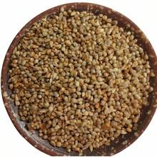 100/200 Delicious Melon Seeds For Planning Outdoors And Indoors, Ancestral Special Non-GMO Melon For Eating, Heirloom, Self Pollinating Grow In Pots, Beds, Garden, Yard And Soil - 200 - View 5