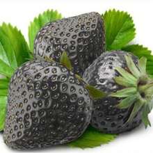 GARDEN 2000 Black Strawberry Seeds Non GMO Unique Sweet Juice Delicious Fruit Easy To Grow And Maintain A Gift For The Outdoor Garden
