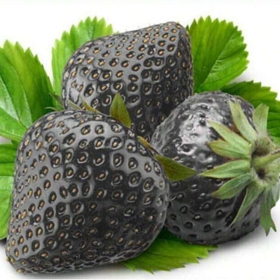 GARDEN 2000 Black Strawberry Seeds Non GMO Unique Sweet Juice Delicious Fruit Easy To Grow And Maintain A Gift For The Outdoor Garden