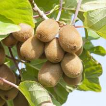 Golden Kiwi-Kiwi-Grape Seed For Growing Delicious And High Yield Non-GMO Heirloom Fruit Seeds For Growing Your Own Delicious Fruit Trees
