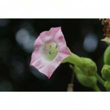 Irginia Tobacco - Plant Seeds Bulk - 1,000 Seeds - View 1