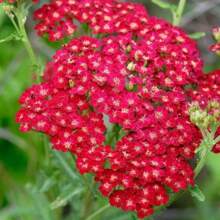 100 rote Schafgarbenblumensamen