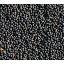 Tantoon (Leptospermum Polygalifolium) 200  Seeds