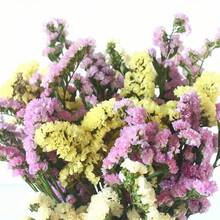 1,76 oz Ewiger Vergissmeinnicht-Blumenstrauß, getrocknet, helles und elegantes Blumendekor, tolles Geschenk für Freunde, Liebhaber, Eltern