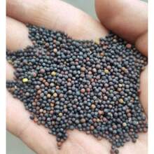 50+ Tam Jalapeno Pepper Seeds -- Heirloom - Organic - NON GMO ------------ FRESH - 1 - View 3