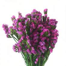 1,76 oz Ewiger Vergissmeinnicht-Blumenstrauß, getrocknet, helles und elegantes Blumendekor, tolles Geschenk für Freunde, Liebhaber, Eltern