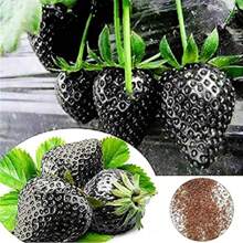 GARDEN 2000 Black Strawberry Seeds Non GMO Unique Sweet Juice Delicious Fruit Easy To Grow And Maintain A Gift For The Outdoor Garden