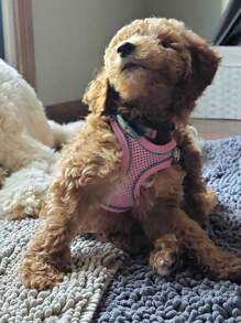 Pettorina per cani, in morbida rete traspirante, con imbottitura riflettente morbida, cinghia regolabile per il petto, adatta per gatti e cani di taglia piccola