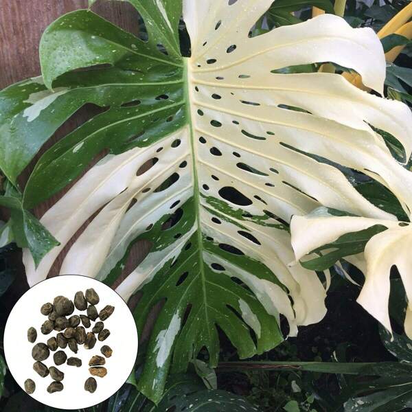 50Pcs/Bag Monstera Seeds Well-Adapted Decorat