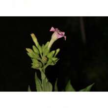 Irginia Tobacco - Plant Seeds Bulk - 1,000 Seeds - View 2