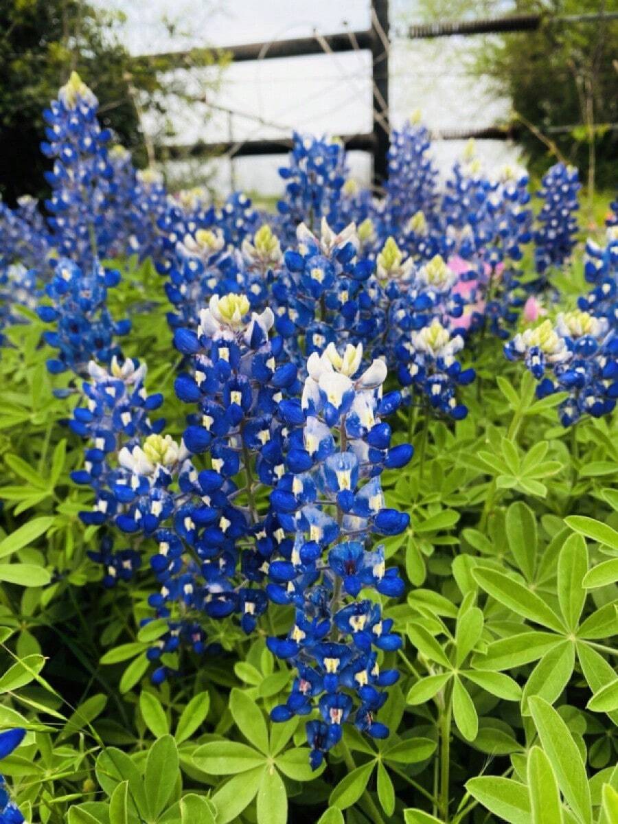2024 BULK Texas Bluebonnet Seed                           FREE SHIPPING IN US! - 1 Pound (~ 13,500 Seeds) - View 1