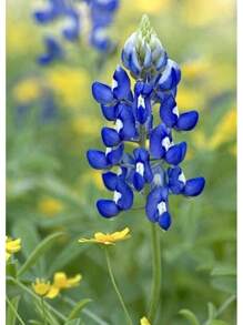 2024 BULK Texas Bluebonnet Seed                           FREE SHIPPING IN US! - 1 Pound (~ 13,500 Seeds) - View 4