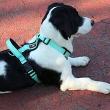 Conjunto de duas peças de arnês e guia para cães, guia refletiva para cães médios e grandes