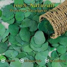 16pcs Dried Australian Eucalyptus Branches, Pickled Loose Eucalyptus Silver Dollar Leaves, Fresh Eucalyptus Silver Dollar Leaves For Shower - Wedding Home Party Vase Filler, Holiday Decor, Flower Girl Basket, Wreath, Scented Candle, Confetti, DIY Wreath, Cake Decor Gifts Birthday Graduation