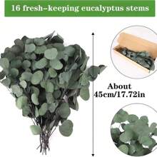 16pcs Dried Australian Eucalyptus Branches, Pickled Loose Eucalyptus Silver Dollar Leaves, Fresh Eucalyptus Silver Dollar Leaves For Shower - Wedding Home Party Vase Filler, Holiday Decor, Flower Girl Basket, Wreath, Scented Candle, Confetti, DIY Wreath, Cake Decor Gifts Birthday Graduation