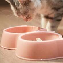 2-In-1 Plastic Cat Lover And Cat Mom Love & Dog Lover And Dog Mom Love Feeding/Drinking Bowls, Neck-Protecting Cat/Dog Lover Gift And Dog/Cat Mom Love Pet Bowls