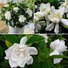Gardenia Seeds And Jasmine Seeds Used For Home Garden Planting - 100 - View 7