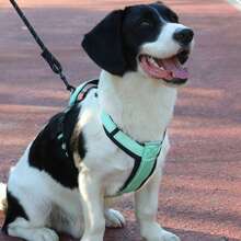 Conjunto de duas peças de arnês e guia para cães, guia refletiva para cães médios e grandes