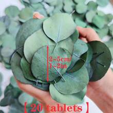 16pcs Dried Australian Eucalyptus Branches, Pickled Loose Eucalyptus Silver Dollar Leaves, Fresh Eucalyptus Silver Dollar Leaves For Shower - Wedding Home Party Vase Filler, Holiday Decor, Flower Girl Basket, Wreath, Scented Candle, Confetti, DIY Wreath, Cake Decor Gifts Birthday Graduation