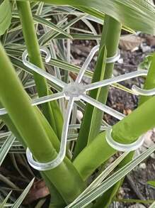 4 paquetes de sujetadores de soporte para plantas: abrazaderas de tallo resistentes para plantas trepadoras - Material de plástico