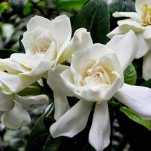 Gardenia Seeds And Jasmine Seeds Used For Home Garden Planting - 100 - View 3
