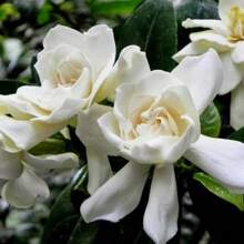 Gardenia Seeds And Jasmine Seeds Used For Home Garden Planting - 100 - View 4