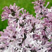 Direct Plants Syringa Miss Kim Dwarf Lilac Bush 40-60cm Large Supplied In A 3 Litre Pot - Multicolour - View 1