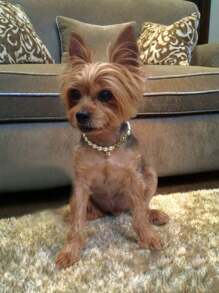 个性化珍珠宠物项圈项链优雅宠物珠宝精美珍珠狗项圈带名字串珠猫项圈铃铛闪亮宠物配饰