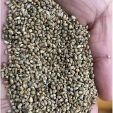100 SEEDS,CROTON SEEDS - CROTON SEEDS 100 - View 2