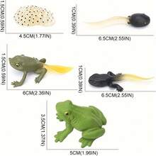 5件仿真迷你动物模型迷你动物青蛙生长周期套装教学图片识别玩具摆件礼物 - 彩色 - 查看 4