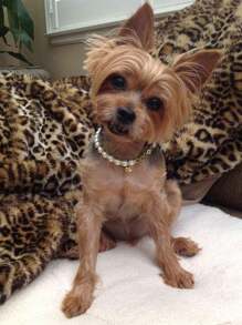 个性化珍珠宠物项圈项链优雅宠物珠宝精美珍珠狗项圈带名字串珠猫项圈铃铛闪亮宠物配饰