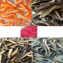 5 piezas de señuelos de pesca suaves de silicona de alta calidad, con cola en forma de T asimétrica, cola suave biológica, cebo de pesca, señuelos artificiales - Multicolor - Ver 6