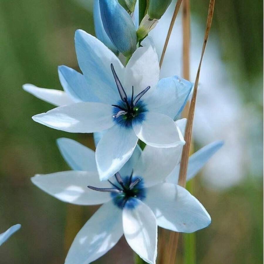 Exotic Green Pine Warbler Orchid Seeds, Rare Bloom, Unique Heirloom Variety, Non-GMO, Easy To Grow, Stunning Indoor And Outdoor Plant, Perfect For Collectors - 200PCS - View 1