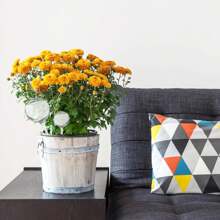 1/5/10Pcs Automatic Plant Water Feeder, Self Watering Plastic Ball, Garden Plant Self-Watering Bulbs, Plastic Plant Automatic Water Devices For Indoor Outdoor Potter Plants, Suitable For Flowers And Vegetables, Flowerpot Drip Irrigation Device