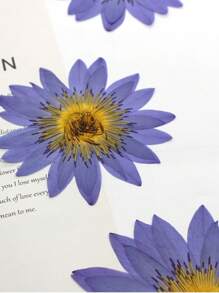 1 pieza Decoración de flor de loto seca y prensada hecha a mano para decorar en resina, perfecto para marcos de fotos, marcapáginas, velas de aromaterapia, manualidades creativas y decoración del hogar, ideal como regalo del Día de Acción de Gracias