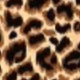 Leopardo 02